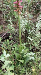 Satyrium macrophyllum