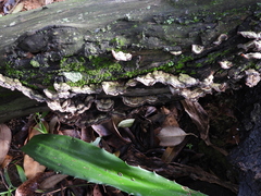 Auricularia brasiliana