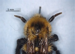 Bombus bimaculatus