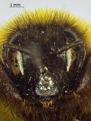 Bombus bimaculatus