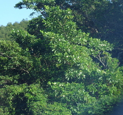 Voacanga thouarsii