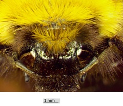 Bombus bimaculatus