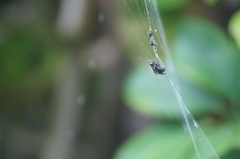 Gasteracantha cancriformis