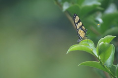 Methona themisto