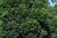 Protorhus longifolia