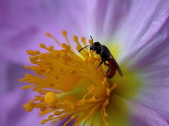 Lasioglossum pseudosphecodimorphum