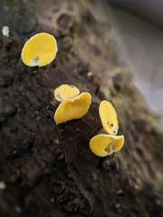 Lachnellula agassizii