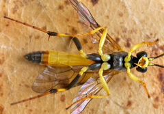 Scopesis gesticulator