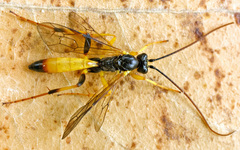 Scopesis gesticulator