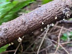 Lachnellula agassizii