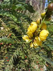Senna didymobotrya