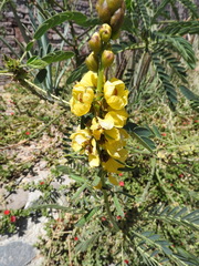 Senna didymobotrya