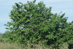 Bridelia micrantha