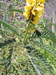 Senna didymobotrya