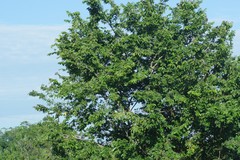 Bridelia micrantha