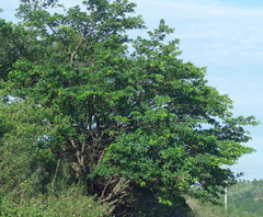 Ficus natalensis