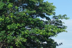 Ficus natalensis