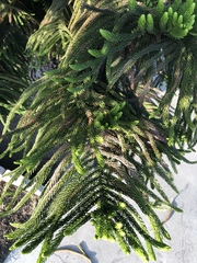 Araucariaceae