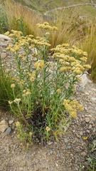 Achyrocline saturejoides