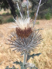 Cirsium occidentale