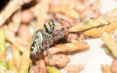 Phidippus clarus