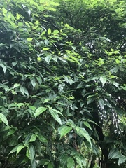 Boehmeria celtidifolia