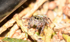 Phidippus clarus