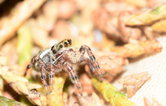 Phidippus clarus