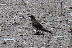 Eremophila alpestris praticola