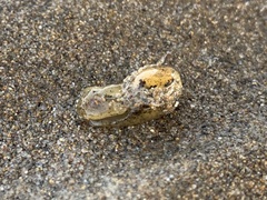 Haminoeidae