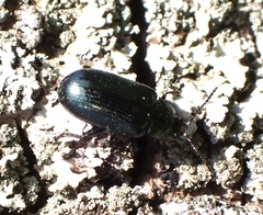 Phratora vulgatissima