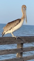 Pelecanus occidentalis