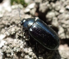 Phratora vulgatissima