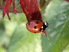 Coccinella septempunctata
