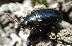 Phratora vulgatissima