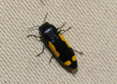 Ptosima gibbicollis