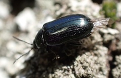 Phratora vulgatissima