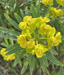 Euphorbia dendroides