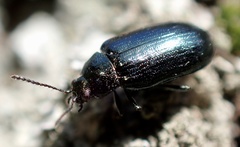 Phratora vulgatissima