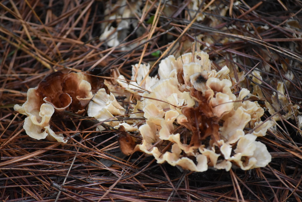 Irpex rosettiformis · March 2022 · photo: © vero1304 (iNaturalist, cc-by)
