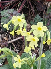Primula elatior elatior