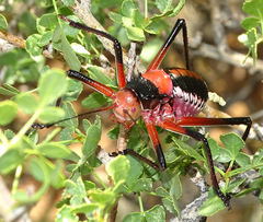 Acanthoplus discoidalis