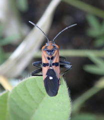 Spilostethus macilentus