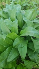Allium ursinum