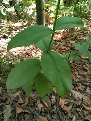 Hylotelephium maximum maximum