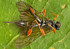 Phaenolobus terebrator