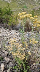 Achyrocline saturejoides