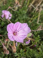 Erodium foetidum