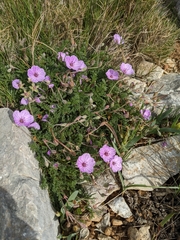 Erodium foetidum