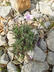 Erodium foetidum